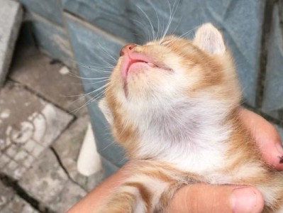 如何喂养刚捡到的小猫（掌握关键的喂养技巧，让小猫健康成长）