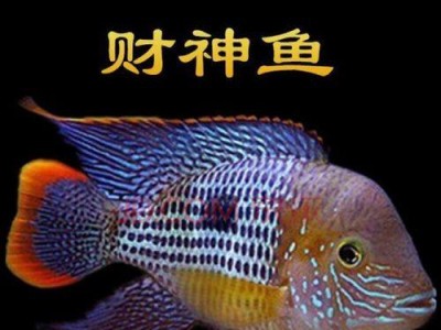 红鳃皇冠的饲养方法大全（一步步教你打造健康快乐的宠物生活）