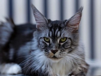 不建议养缅因猫的原因（了解这几点，很多人受不了）