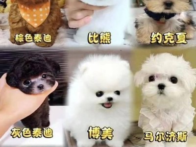 探究边境牧羊犬价格的多重因素（影响边境牧羊犬价格的关键因素及其变化情况）