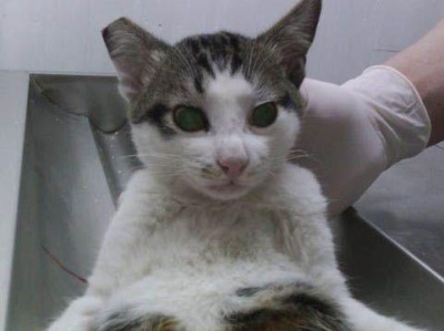 公猫咪绝育流血，如何预防？（探究公猫咪绝育流血的原因及解决方法，保障宠物健康）