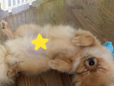 博美幼犬后腿不能站立，可能的原因和处理方法（提高宠物健康意识，合理饮食、锻炼和医疗护理）