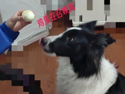 边牧吃蛋黄的好处及养生秘诀（探寻边牧食用蛋黄的益处与方法）
