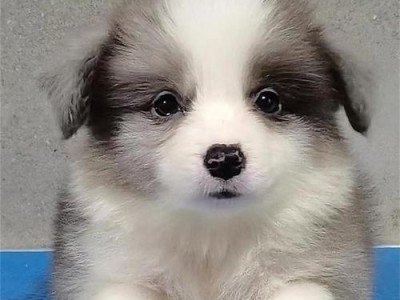 边牧犬狗瘟的药物治疗方法（探索边牧犬狗瘟的有效药物治疗方案）