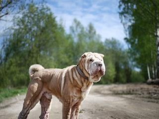 解析沙皮狗（探秘中国的珍贵犬种——沙皮狗）