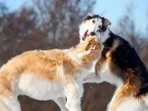 拉布拉多犬是否容易发生争斗？（以宠物为主，了解拉布拉多犬的社交行为）