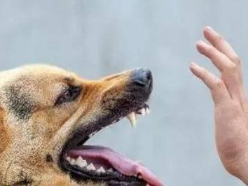 如何控制宠物犬的咬人行为(防范犬咬事件,从宠物养育开始)