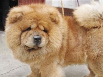 如何为您的松狮犬自制营养丰富的狗粮（宠物的健康需要精心呵护，自制狗粮是不二之选）