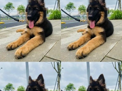 为何德国牧羊犬的饲养人数逐渐减少？（探究德国牧羊犬的饲养现状及原因）