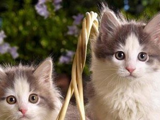 养猫指南（从适应性、食物、训练等角度分析，为什么养宠物猫可能比狗更容易）