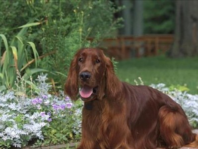 塞特犬的饲养方法（如何培养一只快乐的宠物犬）