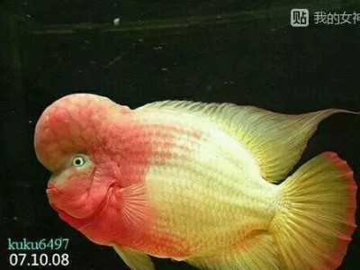 金马骝饲养全攻略（从宠物到牧业，教你养出健康的金马骝）