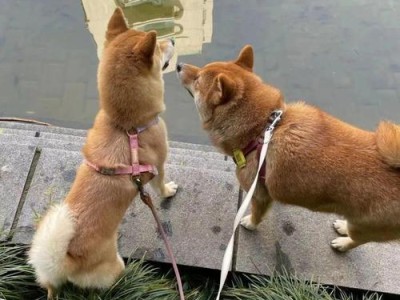 柴犬的饲养指南——合理控制狗粮饭量（柴犬饲养中的饮食管理及增减饭量的注意事项）