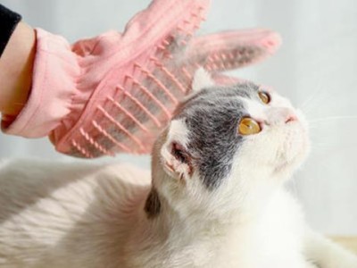 为什么猫咪会舔别的猫的毛？（探究猫咪舔毛的原因与意义）