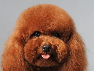 泰迪犬的丰富毛色中，哪种最贵？（探究市场上最昂贵的泰迪犬毛色品种及其价格背后的原因）