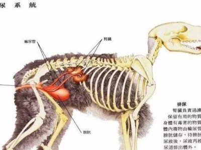 狗狗肾不好的症状及原因解析（了解狗狗肾不好的常见症状和可能的原因）