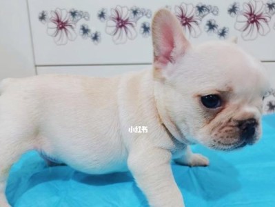 揭秘发牛犬尾巴的奥秘（发牛犬尾巴为何如此独特，）