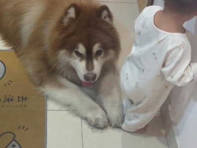 六个月的阿拉斯加是否适合作为幼犬？（了解阿拉斯加幼犬的特点和需求）