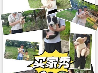 雪纳瑞价格及鉴定方法解析（了解雪纳瑞价格和鉴定方法，保证购买质优价廉的宠物）