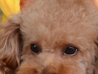 贵宾犬泪痕处理全指南（如何有效祛除贵宾犬的泪痕？）