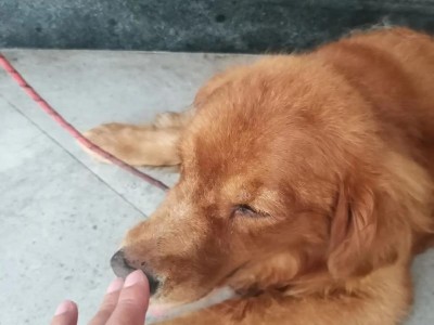 如何训练狗狗与人握手？（宠物主人必看，让你的狗狗成为可爱的“握手达人”）