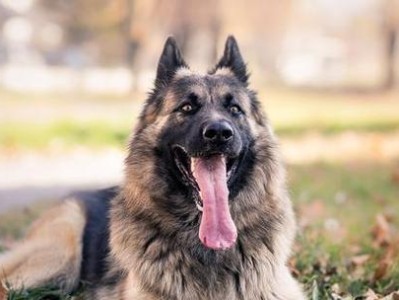 最受欢迎的8种牧羊犬品种（探索牧羊犬世界的热门选择）