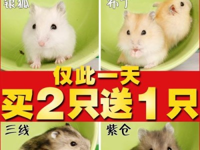 雪球仓鼠的饲养方法（打造健康快乐的宠物生活）