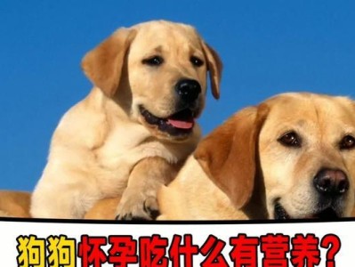 狗狗怀孕避孕药的使用与注意事项（保护宠物健康，正确使用狗狗避孕药）