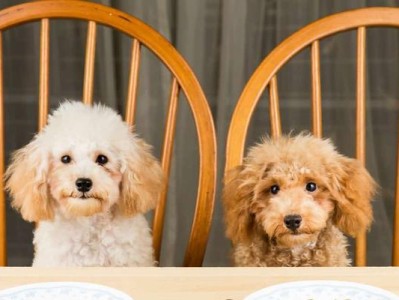 狗不吃东西喝水呕吐，可能的原因与应对方法（以宠物为主，解决爱犬不适的疑惑与困惑）