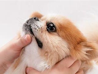 如何预防宠物犬生病？（掌握以下15种方法，让你的爱宠健康长寿）