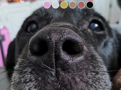 母犬拉布拉多绝育后的利与弊（关注母犬绝育，提前做好准备）