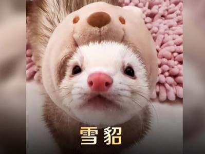 雪貂为什么容易变得瘦弱？（探究雪貂瘦弱的原因及如何照顾好它们）