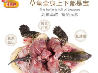 草龟饲养知识（草龟饲养要点及常见问题解答）
