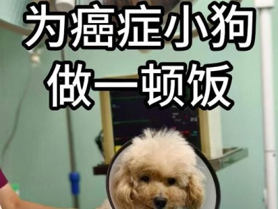 狗狗的饮食需求解析（一顿饭有多少才能让狗狗饱？每天的饮食摄入量应该是多少？）