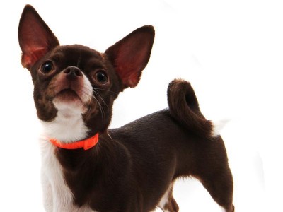 探秘娇娃娃犬（了解娇娃娃犬的品种、特点和饲养要点）