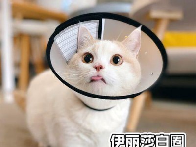 为狗狗带上伊丽莎白圈的好处（保护狗狗安全健康，预防狗狗自伤）