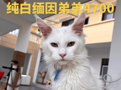 缅因猫2022价格表及其优缺点（了解缅因猫的价格、优势和劣势，为您做出明智的选择！）