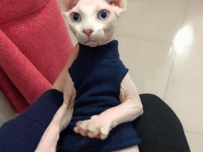 无毛猫的饲养方法（了解加拿大无毛猫的特点和需求，让你的爱宠健康成长）