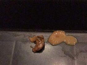 小边牧拉肚子的原因及治疗方法（为你的小边牧选择正确的药物治疗）
