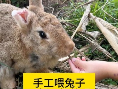 猎食兔子的动物的奇特捕猎方式（迅猛捕食兔子的动物世界的精彩表演）