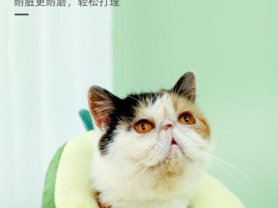 选择猫戴项圈的最佳材质（为你的爱猫选择最舒适、安全的项圈）