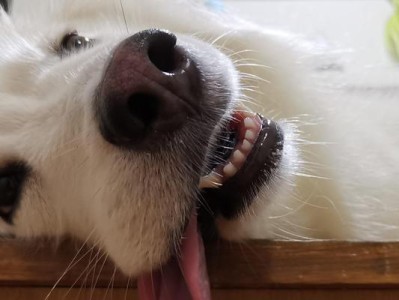 苏牧犬与萨摩交配后的后代特点（探讨苏牧犬与萨摩交配后的狗狗外貌、性格和健康情况）