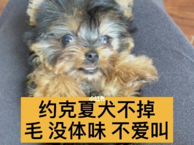 狗狗关节掉了，怎么办？（掉毛的后腿关节可能是病因）