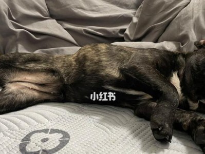 解析法斗价格贵的原因（探究影响法斗价格的因素及其背后的市场需求）