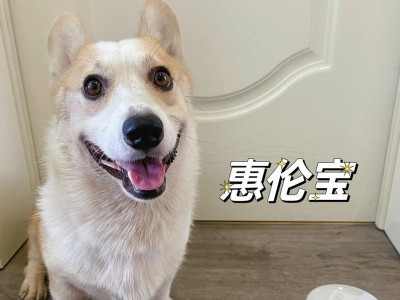 狗狗能量补充食物（从饮食中获取狗狗所需的能量和营养）
