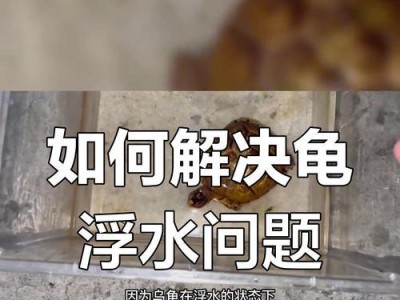 乌龟如何进行过冬加热？（从温度控制到适宜环境，全面了解乌龟过冬加热方法）