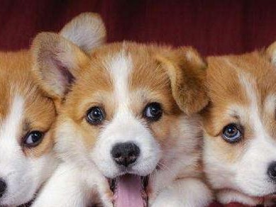如何挑选适合自己的柯基犬（从性格、健康、外貌等多个方面考虑，让你成为柯基犬的合适主人）
