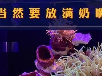 以海葵奶嘴为主的婴儿辅食营养搭配（深入探索海葵奶嘴搭配食材，宝宝健康成长的首选）