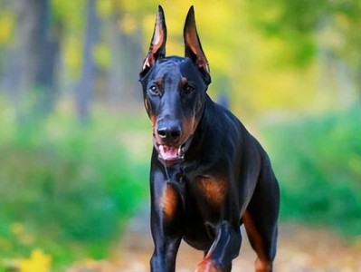如何给迷你杜宾犬增肥？（宠物健康管理，从增肥开始）