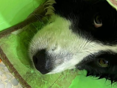 急救措施（专家推荐15种食物应对狗狗重度中暑，确保其健康与安全）